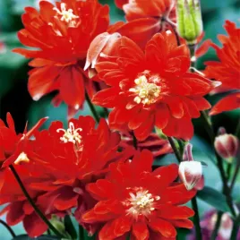 aquilegia-orlik-pelny-double-czerwony-red-piekny-bulwa-klacze-duza-1-szt