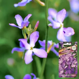 maciejka-pieknie-pachnie-otwiera-sie-wieczorami-fioletowa-nasiona-maciejki