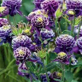 aquilegia-orlik-pelny-double-christa-barlow-piekny-bulwa-klacze-duza-1-szt
