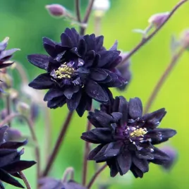 aquilegia-orlik-pelny-double-czarny-piekny-bulwa-klacze-duza-1-szt