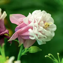 aquilegia-orlik-pelny-double-pettitcoat-piekny-bulwa-klacze-duza-1-szt
