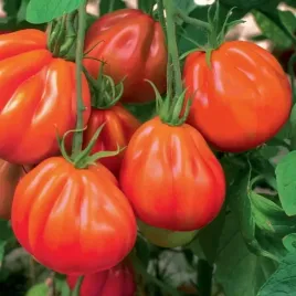 nasiona-pomidor-oxheart-bawole-serce-miesisty-owoc-perekcyjna-odmiana