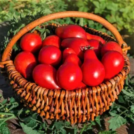 plantico-pomidor-red-pear-koktajlowy-deserowy-ogromne-plony-02g