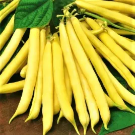 fasola-zlota-saxa-karlowa-szparagowa-duze-opak-50g-nasiona-fasoli-zolta