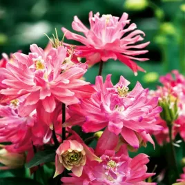 aquilegia-orlik-pelny-double-rozowy-piekny-bulwa-klacze-duza-1-szt