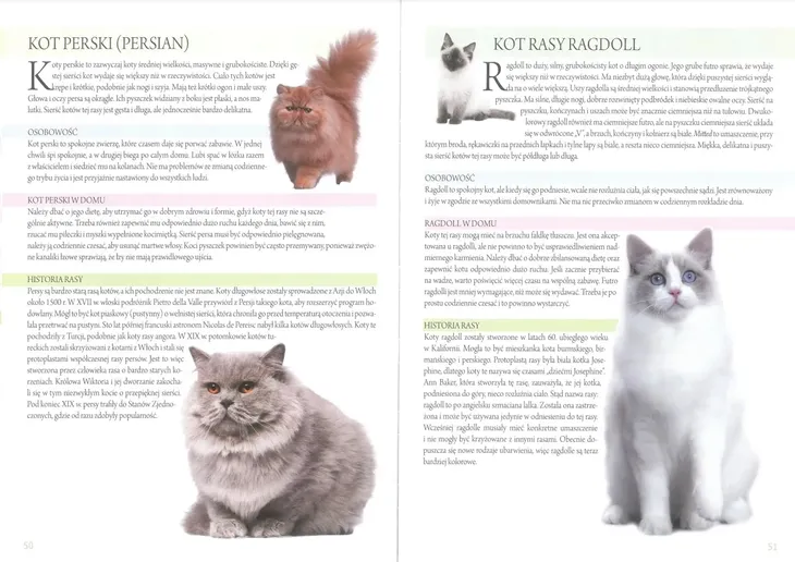 arti-atlas-kotow-bohater-brak