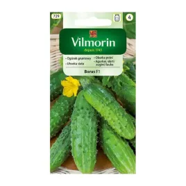 ogorek-gruntowy-borus-f1-vilmorin-nasiona-5g-wczesny-plenny-kwaszenia