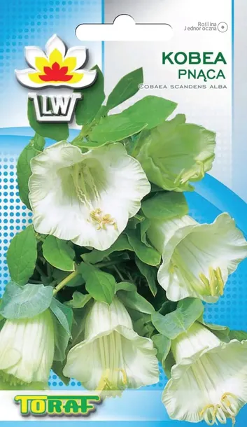 kobea-biala-6-szt-t-waga-z-opakowaniem-0-02-kg