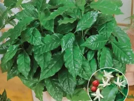 nasiona-kawa-arabska-drzewko-coffea-arabica