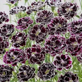 nasiona-jednoroczna-gozdzik-chinski-chianti-dianthus-chinensis-01-g