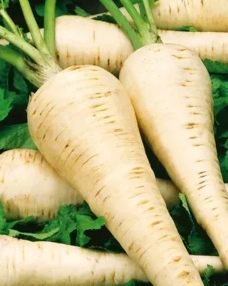 pasternak-nasiona-5-g-waga-z-opakowaniem-0-01-kg