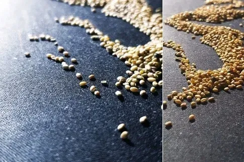 pasternak-nasiona-5-g-kolor-kwiatow-biale