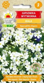 gipsowka-wytworna-biala-1g-nasiona