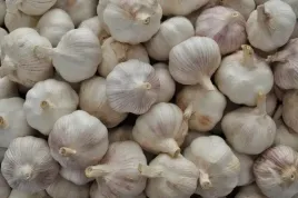 czosnek-500g-mocny-aromat-polski