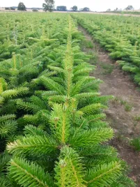 jodla-kaukaska-4lat-sadzonki-na-plantacje-20-30cm