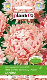 aster-chinski-peoniowy-wysoki-rozowy-janina-1g-plantico