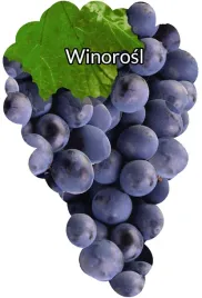 etykiety-szkolkarskie-do-roslin-z-gumka-winorosl-fioletowa-blank