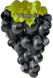 etykiety-szkolkarskie-do-roslin-z-gumka-winorosl-czarna-blank-50szt