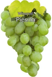 etykiety-szkolkarskie-do-roslin-z-gumka-winorosl-piesnia-50szt