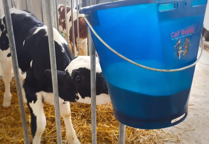 calf-buddy-lacznik-1-szt-rodzaj-inny-stan-opakowania-oryginalne