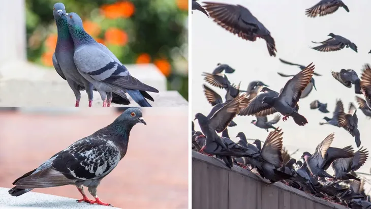 cocci-vet-500g-postac-proszek