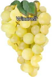 etykiety-szkolkarskie-do-roslin-z-gumka-winorosl-zolta-blank-50szt