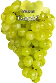 etykiety-szkolkarskie-do-roslin-z-gumka-winorosl-garold-50szt