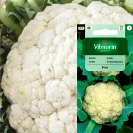 kalafior-bora-bialy-vilmorin-nasiona-kapusta-cypryjska-smaczny-wczesny-1g