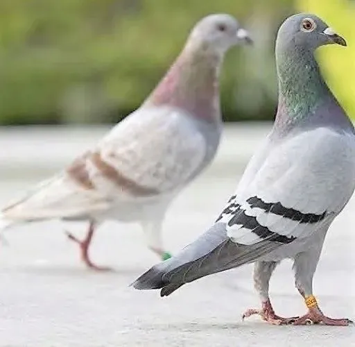 myco-vet-200g-zastosowanie-zdrowe-nerki