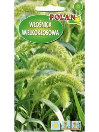 nasiona-trawy-trawa-ozdobna-wlosnica-polan-na-suche-bukiety-mix-odmian