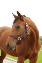 kantar-nylonowy-hippo-roz-3-niebieski