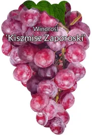 etykiety-szkolkarskie-do-roslin-z-gumka-winorosl-kiszmisz-zaporoski-50szt