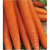 marchew-olympus-typ-flakee-nasiona-5-g-waga-z-opakowaniem-0-01-kg