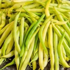 nasiona-pnos-fasola-szparagowa-zolta-karlowa-maxidor-30-g