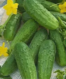 ogorek-gruntowy-lokata-f1-5g-nasiona-pnos