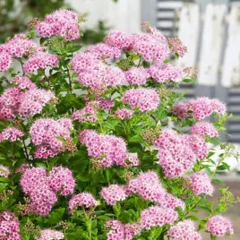 tawula-japonska-little-princess-doniczka-trawa-ozdobna-sadzonki