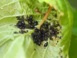 agrecol-karate-zeon-050cs-5ml-zastosowanie-grzybobojcze-owadobojcze-przeciwko-insektom-przeciwko-chwastom-przeciwko-szkodnikom-regeneracja