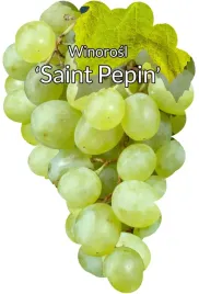 etykiety-szkolkarskie-do-roslin-z-gumka-winorosl-st-peppin-50szt