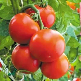 pomidor-octawian-szklarniowy-wczesny-plenny-nasiona-pomidorow-oktawian-f1