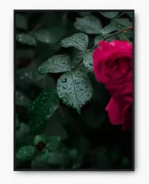 plakat-bez-ramy-a4-21x30-imp-liscie-16