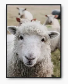 plakat-bez-ramy-a3-30x40-imp-zwierzeta-16
