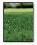 plakat-bez-ramy-a4-21x30-imp-trawa-19