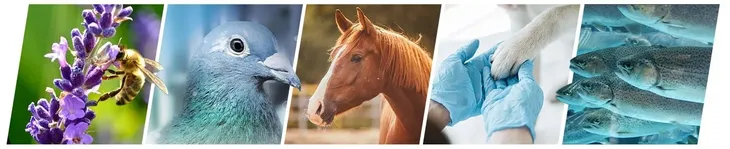 kopia-candi-vet-125-ml-marka-vet-animal