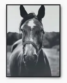 plakat-bez-ramy-a2-40x50-imp-konie-15