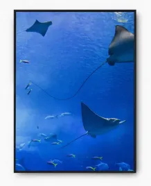 plakat-bez-ramy-a3-30x40-imp-morze-03