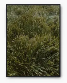 plakat-bez-ramy-a2-40x50-imp-trawa-14