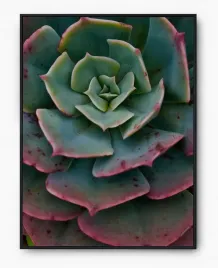 plakat-bez-ramy-a3-30x40-imp-kaktusy-16
