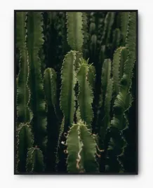 plakat-bez-ramy-a3-30x40-imp-kaktusy-12