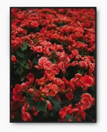 plakat-bez-ramy-a4-21x30-imp-kwiaty-01
