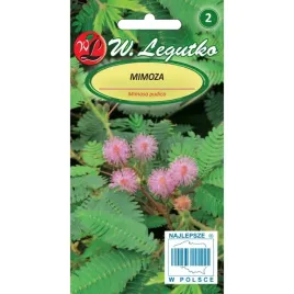 mimoza-rozowa-02g-legutko-wieloletnia-donniczkowa-swieci